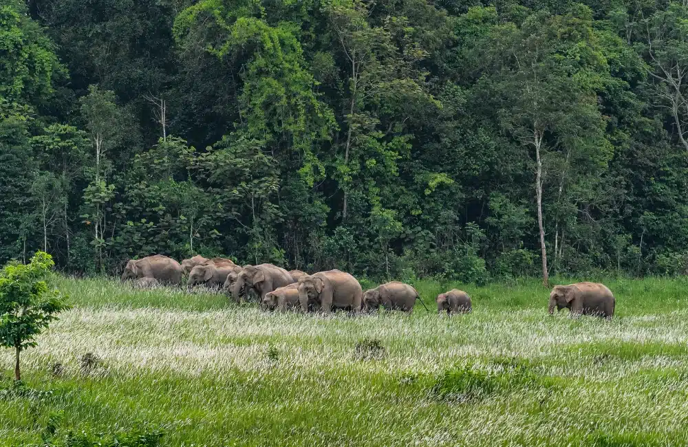 The Birder's Lodge Khao Yai
